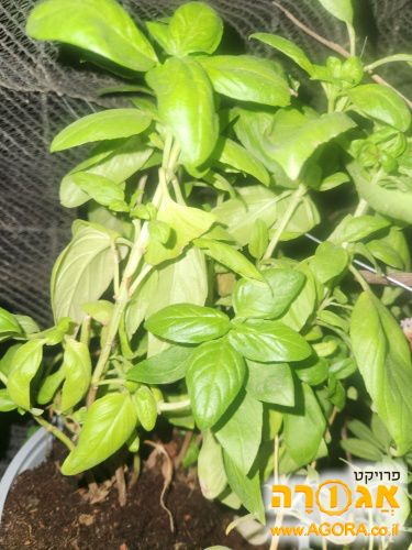 עציץ עם בזיליקום