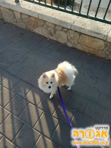 כלבה חצי פומרן חצי קלאנשפיץ