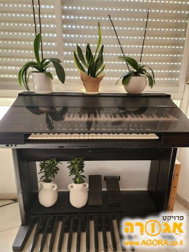 אורגן