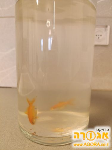 שתי דגי זהב