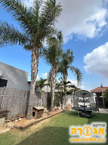 עץ דקל קוקוס וושינגטוניה