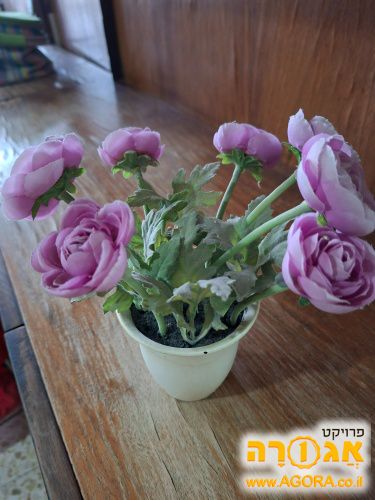 עציץ קטן לנוי