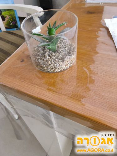 עציץ לנוי
