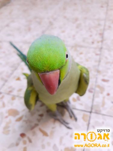 תוכי דררה ירוק