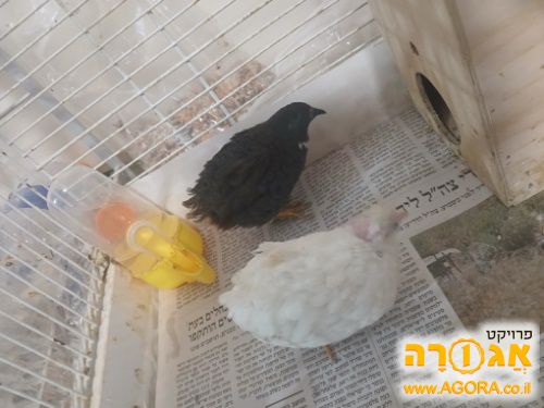 שליו סיני