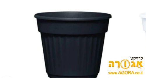 עדנית