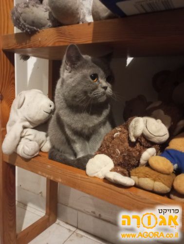 חתולה יפייפיה