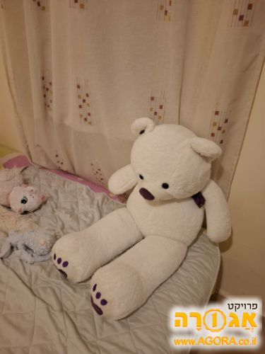 דוב לבן גדול