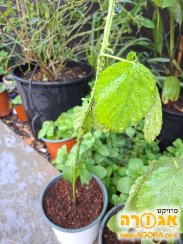 שתיל של תות יער