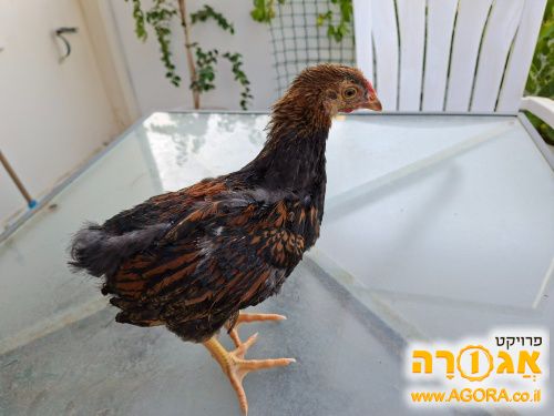 אפרוח / פרגית / תרנגול