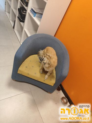 כורסא
