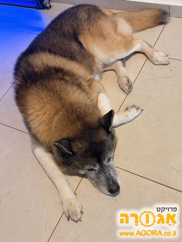 כלבים