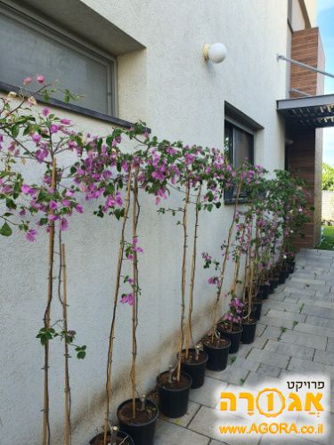 שתילים בוגרים של צמח הבוגונבילה