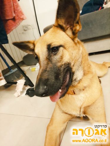 כלבה רואה בלגי