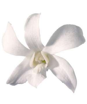 פרח לבן